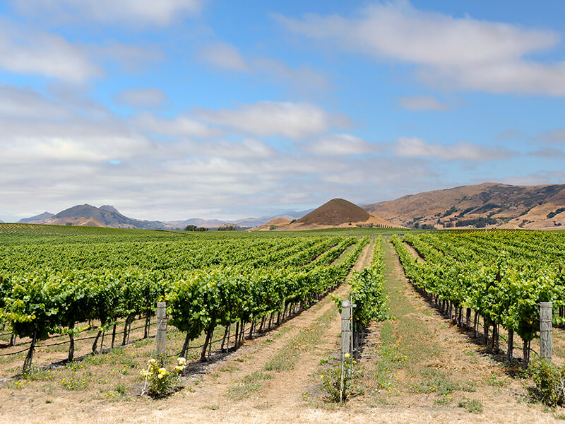 San Luis Obispo Vineyard.