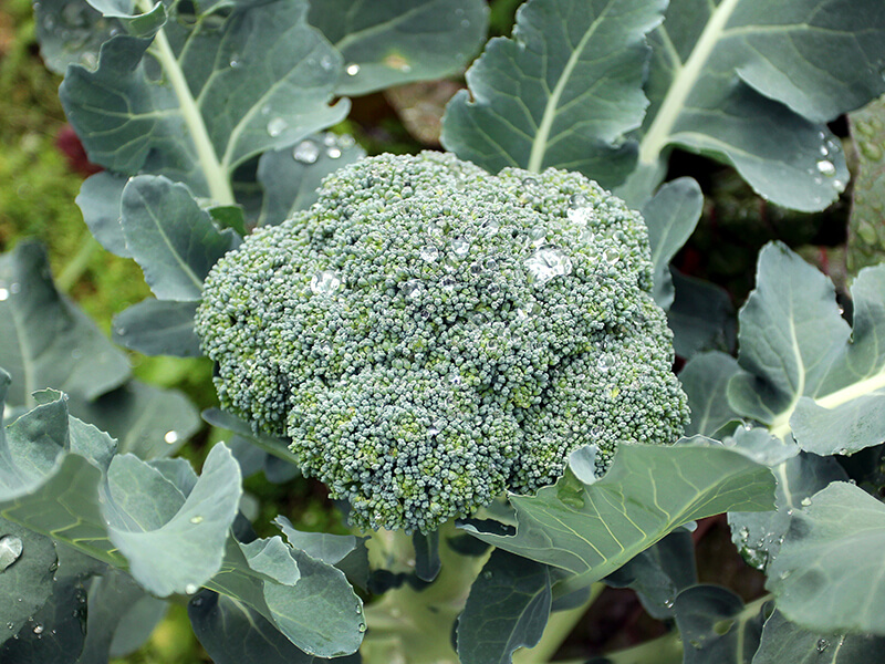 San Luis Obispo Broccoli.